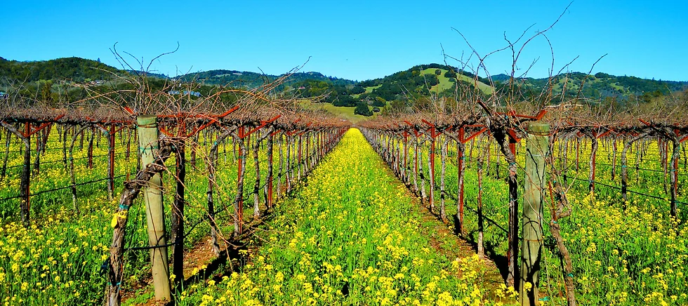 Vineyard with mustard flowers in bloom