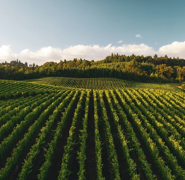 Vineyard rows at sunset